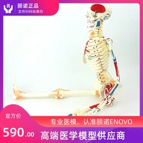 ENOVO 85CM bendable human skeletal muscle Starting and stopping point Ligament model Adult bone model Bone