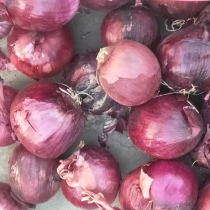 Purple Crown onion seed seed purple skin red onion seed spicy sweet autumn sowing vegetable seed seed seed seed