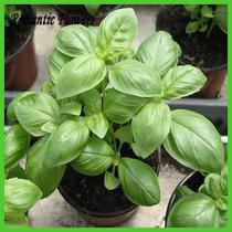 large leaf basil seeds- aromatic herbs  culinary herbs basi