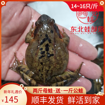 Northeast forest frogs live 14~16 live toads per catty Changbai Mountain big female leopard living snow clam