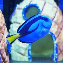 Blue hanging sea water fish living ornamental fish food algae hanging type raising opening Dolly sea-cylinder coral vat water family pets