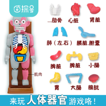 steam scientific experimental suit toy diy making material elementary school student kindergarten area corner human organ model