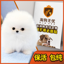 Amoy dog worry-free pet shop sells live yellow purebred small white sphere long-haired male and female Bomei puppy dog