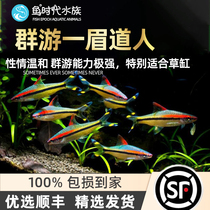 Artificial One Brow tropical Pets Ornamental Fish Light Corfish Freshwater Grass Cylinders Small Fish Red Brow Human Living Fish