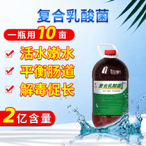 Compound lactic acid bacteria prebioticking and inducing long-lowering ph value to regulate intestinal aquaculture fish and shrimp crab pond