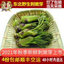 Northeast wild mountain cabbage Thorn Bud fresh Thorn Bud wild vegetable Thorn Bud 250g 4 servings Shunfeng