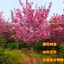 Cherry blossom sapling Miao Miao Nannorth Courtyard Ground Planting Plant Scenery Trees balcony of the year blooming and flower saplings