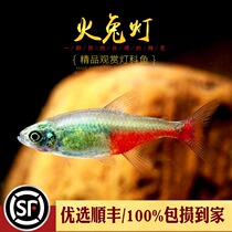 Fire Rabbit Light Fish Freshwater Grass Cylinder Small Ornamental Fish Middle Upper Group Tours Light Corfish Rare Tropical Ornamental Fish Living