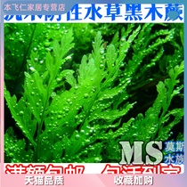 Moss MS aquarium black wood fern underwater leaf negative aquatic grass fish tank aquarium aquarium aquarium aquarium landscape in the backstage