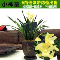 Orchid Seeds Golden Orchid Orchid Orchid with Concentrate Flower for sale in indoor Flower Living Room Potten Green Plant