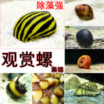 Ornamental snail apple snail zebra snail zebra egg snail gold Black Diamond snail bee horn snail to algae