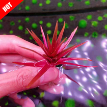 King Red Valley Fine Rare Water Grass Fish Tank Made View Foreground Grass Water Leaf Underwater Leaves