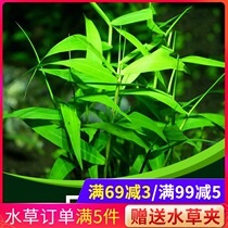Water plants Live freshwater plants Japanese bamboo Nanmei bamboo fish tank rear view water plants Lazy stem water plants