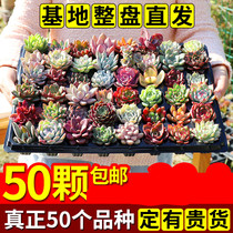 Multi-meat plant new meat box meat plant super cute multi-meat combination potted set meal is easy to feed and easy to plant