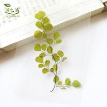 Dry Flower Plastic Packaging Card Leaves Specimen Four Leaves Grass True Flowers Little Fresh Bookmark Children Teaching Plant Materials
