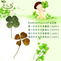 Wild Rare Lucky Grass Quadleaf Grass Specimen Delist White Send to men and women to send parents teacher Valentines Day gift