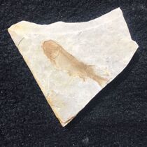 Liaoxi boutique wolf fin fish paleontological fossils Single pair group fish gift collection to explore the history of exquisite products