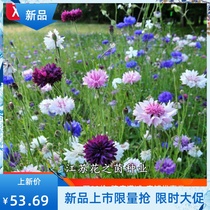 Cornflower seeds Flower seeds Four-season seeds Easy-living flower seeds Cold-resistant blue hibiscus seeds Garden outdoor flower seeds 