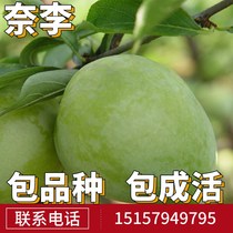 Nai plum saplings were planted in the north and south courtyard fruit trees were planted balcony potted plants Yanling Hegang gold harvest results