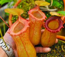 Red Gourd Nepenthes speckled Cordyceps Hall Insectivorous plant Potted Cordyceps seeds Indoor Green plants Four seasons