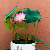 Bowl Lotus Season Flowering Water Bacon Plant Mini Sleeping Lotus Potted Water Raw Water Raising Flowers Plant Indoor Flowers Good Breeding Flowers