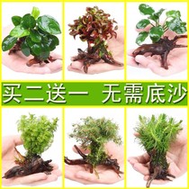 Turtle-cylinder green-planted decorative turtle shelter from grass-raised turtles water-grass fish tank built in a landscape-wood turtle-cylinder hydroponic plant