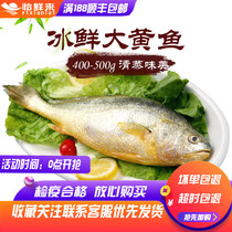 Frozen rhubarb fish 400-500g single day when the sea caught rhubarb fish fresh sea fish Fresh croaker