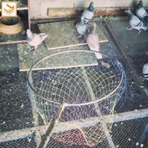 Pigeon catching dove nets letter pigeon Transcript pigeon Pigeon Letters Pigeon Supplies Utensils Catch Dove Set Dove Catch