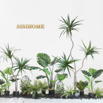  Sicilian simulation green plant potted turtle back leaf Shop cafe restaurant landscaping combination plant window display