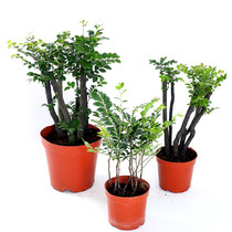 Indoor balcony potted leaflet Red sandalwood bonsai saplings Red sandalwood stump flowers Green plants Cold-resistant four seasons evergreen plants