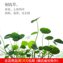 Copper grass hydroponic plant office desktop potted money grass flower indoor water green plant easy to live