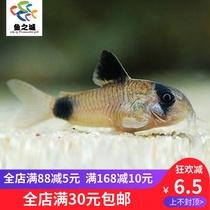 Rat Fish Panda Rat Panda Rat Fish Panda Rat Fish Live Panda Rat Fish Live Tropical Ornamental fish Live