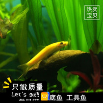 Golden moss rat scavenger Pepper rat fish fine rat Pearl rat Benthic cleaner tank cleaning tool to remove algae and eat residue