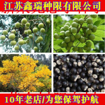 Newly picked Sapien seed golden tree seed washing hand fruit soap tree high germination rate net seed tree species