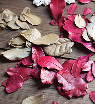 Kindergarten decoration pure natural air-dried leaves photo props forest leaves retro style simulation tree leaves multi-color