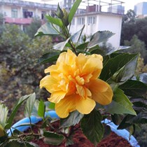  Fuso flower seedlings Double-leaf hibiscus mulberry leaf peony four seasons potted indoor green plants Purify the air Danish plants and flowers