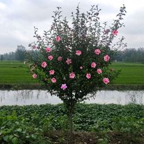 Lollipop Hibiscus flower pot planting Balcony garden Double-petal pink flowering edible hibiscus saplings of the year