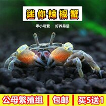 Mini chili crab live mixed crab ornamental crab pet crab eating insects and algae freshwater crab reptile