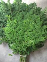 Self-grown Moringa Branches Lotus Leaves Linden 500g