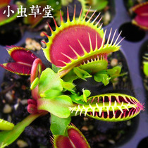 Beauty tooth flytrap small Cordyceps grass Hall plant potted Cordyceps cannibal flower super large mouth large mosquito repellent clip