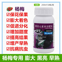 Red Bayberry dedicated pollution-free ripening rush red agent dilated black shen lv shuai Shuo raw sweetened reduce deformities fruit