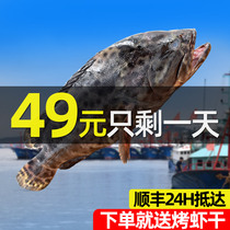 Zhoushan fresh tiger spot 400g current grouper Donghai frozen seafood aquatic products Ningbo black stone spot