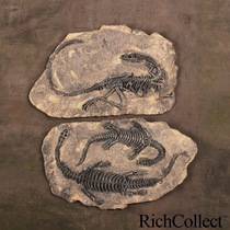 Retro dinosaur fossil wall hanging home decoration Cafe Bar office personality ornaments Halloween gift