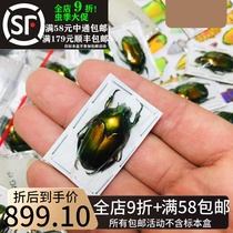Selebens flower gold tortoise specimen Ischiopsopha ritsemae celebensis insect beetle