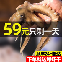 Net red long-legged octopus 1000g head frozen seafood sea catch aquatic products Big Head Zhoushan octopus eight catch fish