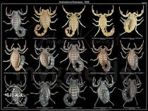 Special link to make up the price difference. How many copies are needed?