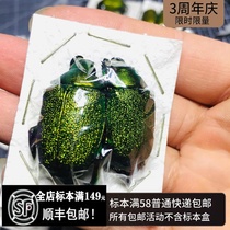 Foreign insect specimen Golden green long-legged jewel-like scarab Chrysophora Chrysochlora beetle