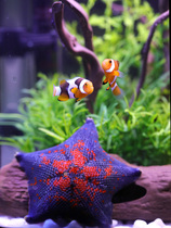 Clown Fish Bowl View Fish Bowl Occupy Living Fish Ecology Bowl Office Small Sea Water Cylinder View Desktop Living Room Aquarium