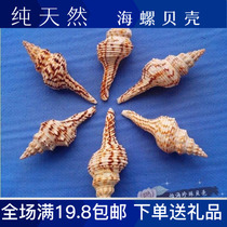 Flower Aromas of Flower Aromas of Long Spiral Natural Sea Snail Shells Wedding fish Fish Tank Decoration VIEW HOME FURNISHING COLLECTION SEA SNAIL