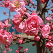 Large-flowered flowering plum trees Plum Tree Prunus triloba seedings seedlings Prunus triloba potted flowers flowering plum